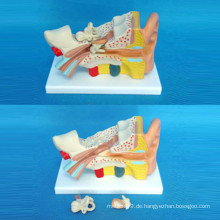 Ohr-anatomisches Demonstrationsmodell für medizinische Lehre (R070103)